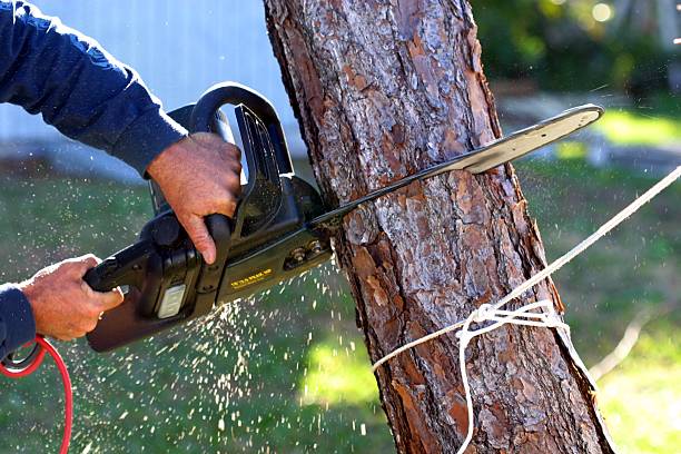 Best Pest Control for Lawns  in Bluffton, SC
