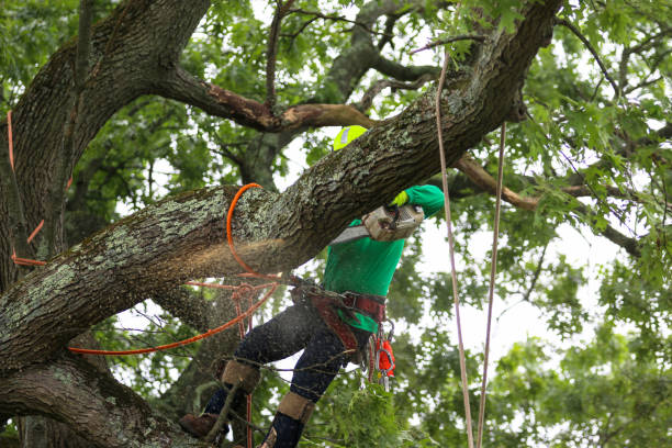 Best Landscape Design and Installation  in Bluffton, SC