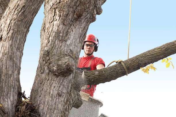 Best Emergency Tree Removal  in Bluffton, SC